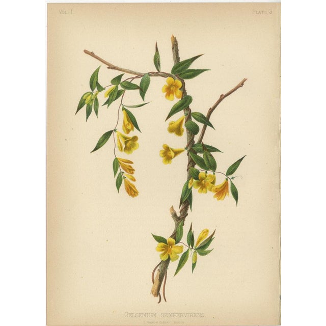 Meehan, Native US Flora, Original Chromolithographs, 1879, Set of 6 For Sale - Image 4 of 8