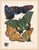Papillons (Butterflies) Plate 6 Giclee Reproducion Art Print by Emile Allian Séguy For Sale