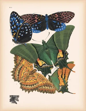 Papillons (Butterflies) Plate 6 Giclee Reproducion Art Print by Emile Allian Séguy