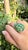 2020s Set in 18k Gold, 6.11 Carats, Zambian Emerald & Yellow Diamonds Cocktail Ring, Size 6.5 For Sale - Image 5 of 10