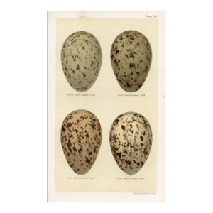 1890s, Gull Bird Egg Print, Original Antique Bird Egg Print, Lithograph, England