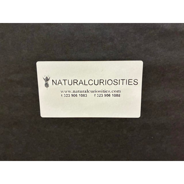 Late 20th Century Oversized Natural Curiosities Harvey Seaweeds Botanical Print – Framed For Sale In Charlotte - Image 6 of 6