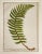 English Antique 1885 English Chromolithograph Ferns - a Pair For Sale - Image 3 of 6