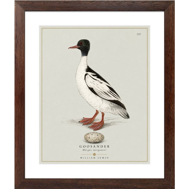 Robin's Egg Blue William Lewin 1789 Waterbirds Fine Art Gallery Board Print - The Goosander For Sale - Image 8 of 11