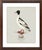 Robin's Egg Blue William Lewin 1789 Waterbirds Fine Art Gallery Board Print - The Goosander For Sale - Image 8 of 11