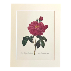 Vintage PJ Redouté Print in 11x14 Mat - "Rosa Gallica Aurelianensis", Roses, EUC