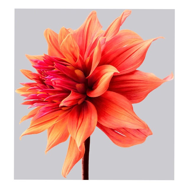 Philip Gatward, Dahlia 2, Archival Pigment Print For Sale