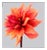 Philip Gatward, Dahlia 2, Archival Pigment Print For Sale