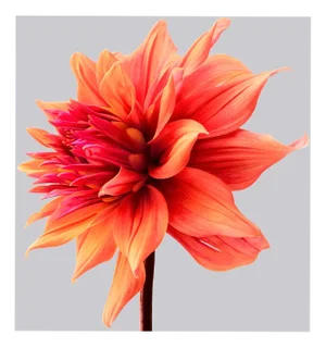 Philip Gatward, Dahlia 2, Archival Pigment Print