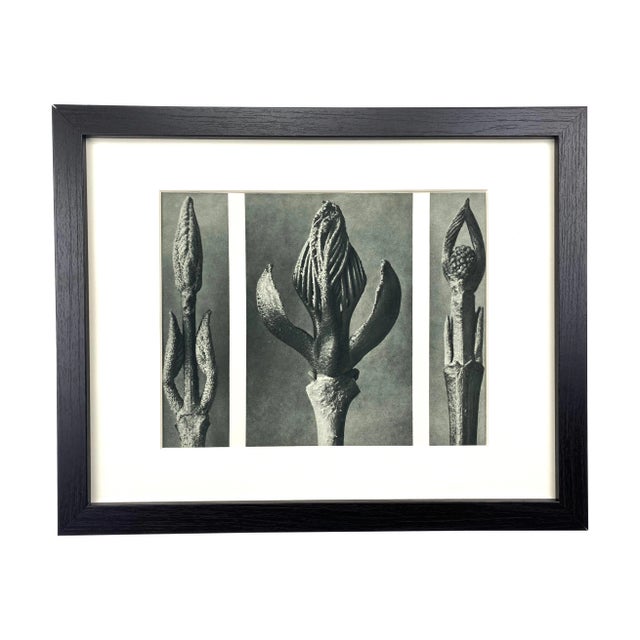 Framed Vintage Botanical Blossfeldt Print - No. 9 For Sale