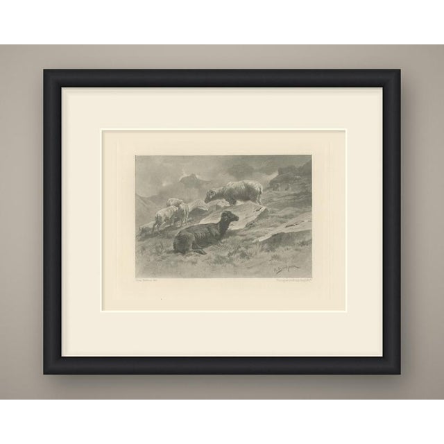 A flock of sheep on a rocky mountain slope under drifting cloud. In the foreground a dark-fleeced ram lies on the turf,...