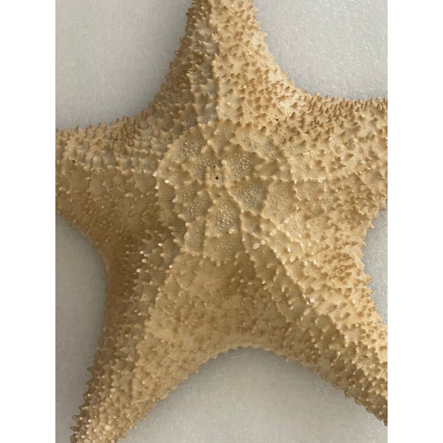 1940s Nature’s Beauty Antque Sea Shell Collection For Sale In Miami - Image 6 of 6