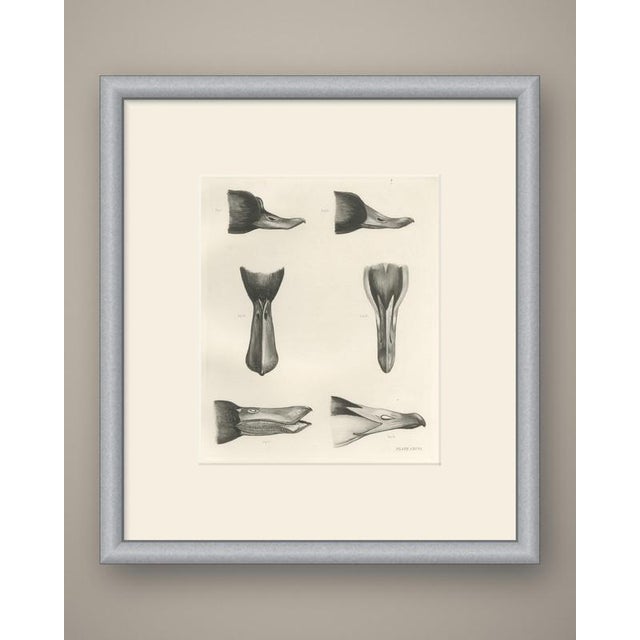 This antique bird print shows a comparative plate of six figures lettered fig i to fig vi, showing heads and bills from...