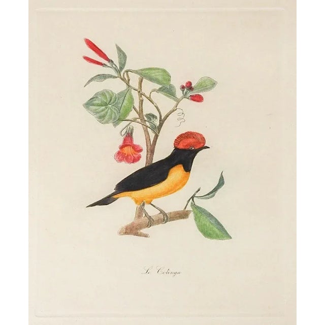 English Vintage French Mid Century Bird Prints - a Pair For Sale - Image 3 of 4