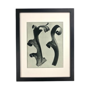 Framed Antique Botanical Blossfeldt Print - No. 40 For Sale