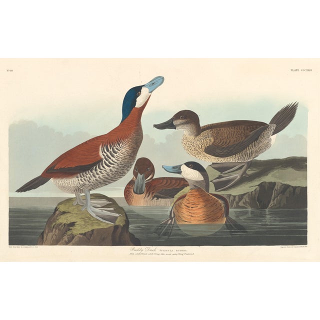 Vintage Reproductions of 1966 John James Audubon Waterbird Prints Featuring Birds, Plovers and Sandpipers - Collection of 4 For Sale - Image 9 of 9