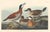 Vintage Reproductions of 1966 John James Audubon Waterbird Prints Featuring Birds, Plovers and Sandpipers - Collection of 4 For Sale - Image 9 of 9