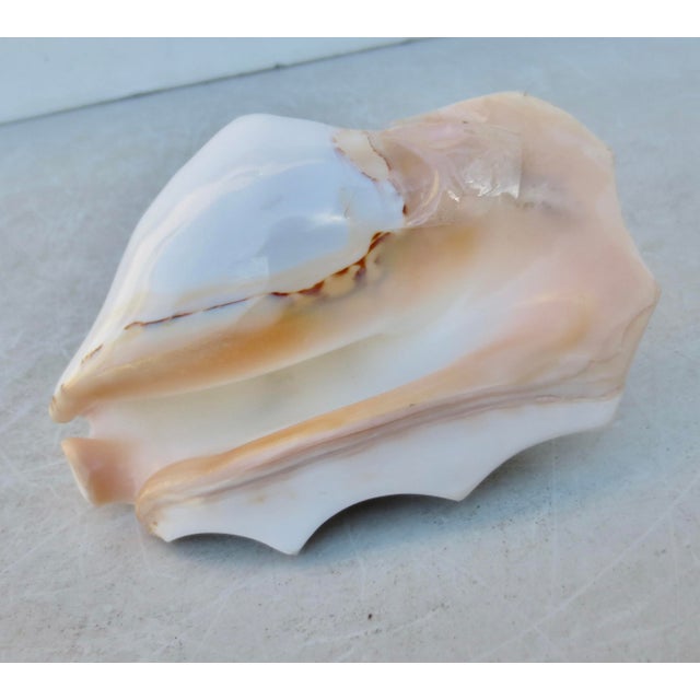 Early 21st Century Conch Shell Redo Sculpture For Sale - Image 5 of 7
