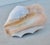 Early 21st Century Conch Shell Redo Sculpture For Sale - Image 5 of 7