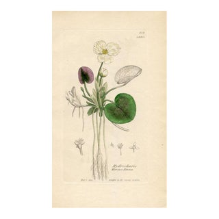 1840s, European Frog-Bit Botanical Print by James Sowerby, Original Antique Botanical Engraving, England For Sale