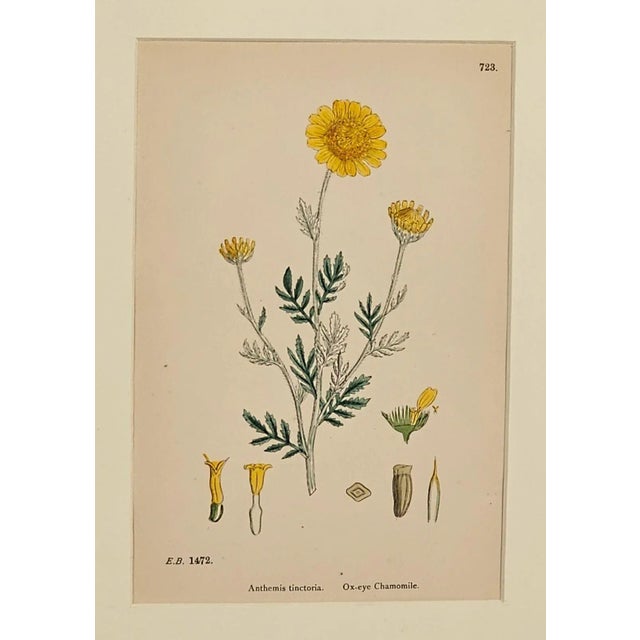 A English hand-colored engraving of ox-eye chamomile. Made in the mid-19th century.