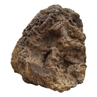 Large Petrified Coral Sculpture by Xyleia Petrified Wood For Sale