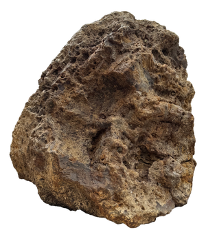 Large Petrified Coral Sculpture by Xyleia Petrified Wood