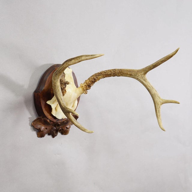 Antique White Tailed Deer Trophy on Carved Plaque - Germany 1930s This impressive set of antlers originates from a white...