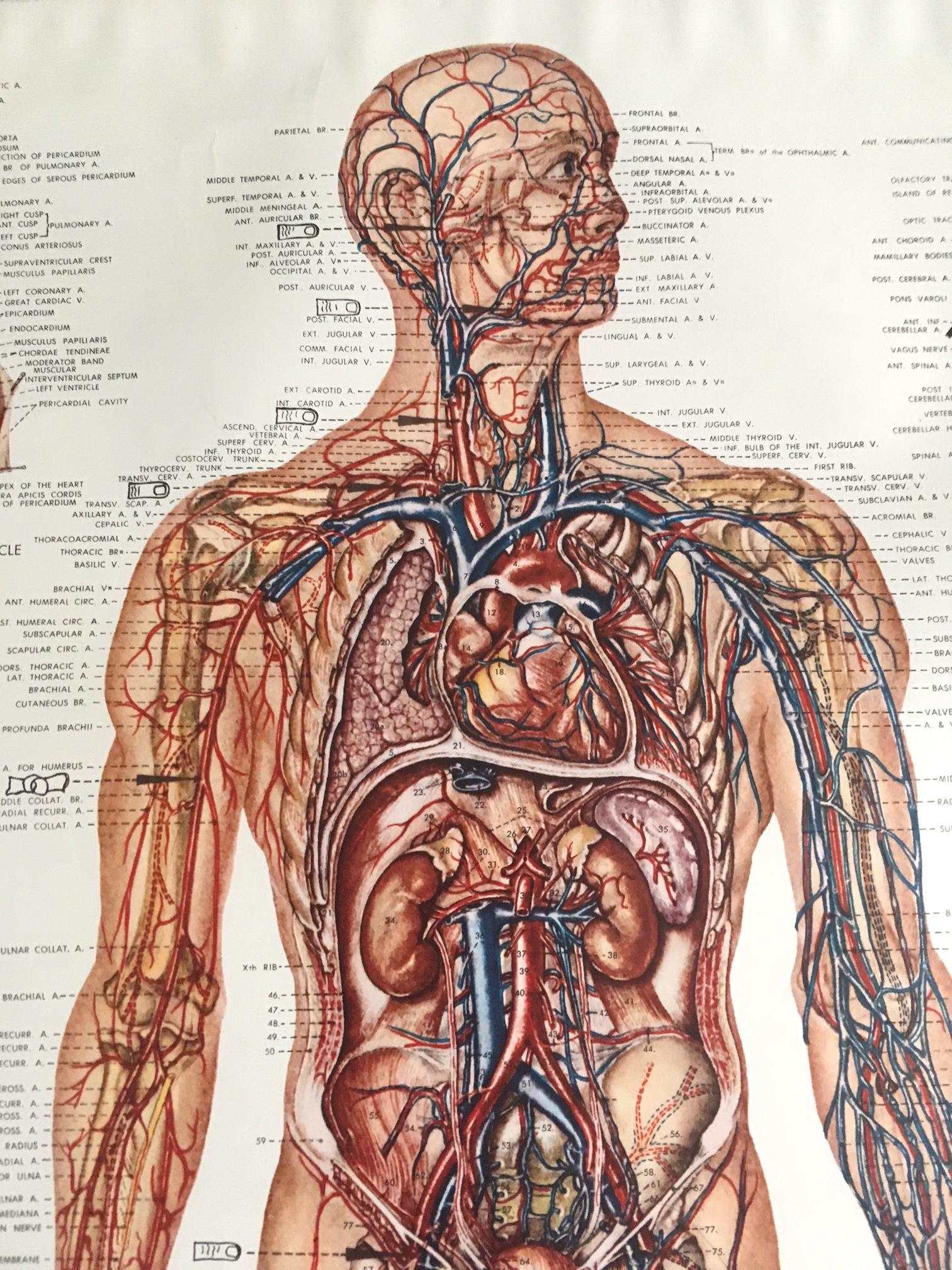 Vascular System And Viscera Anatomical Chart - Medical Illustration By Peter Bachin, Classic Human Anatomy Poster - View #9