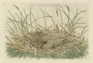 Birds Nest and Eggs of the Eurasian Bittern, 1770, Print