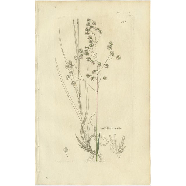 Set of 8 Antique Botanical Engravings of Meadow & Pasture Grasses, c.1830 This elegant group of eight early 19th-century...