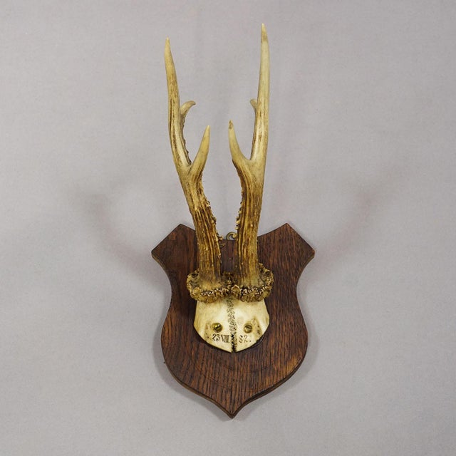 Six Large Roe Deer Trophies on Carved Plaques Germany 19.Century For Sale - Image 6 of 9