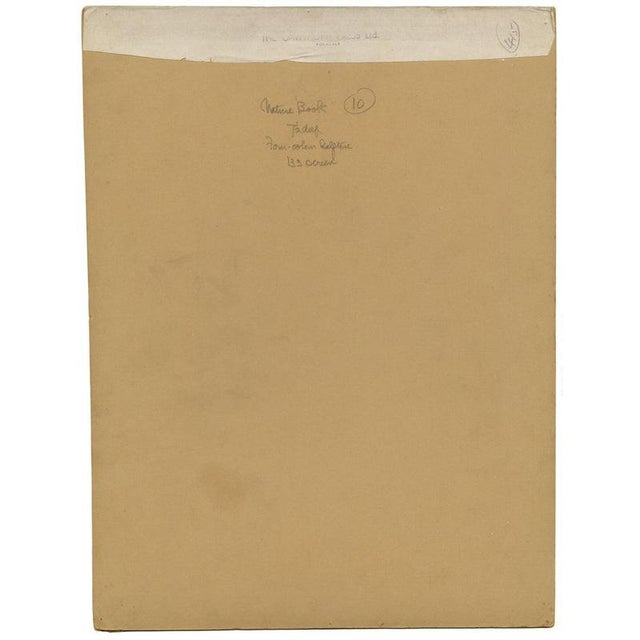 Green William Neave Parker, Toucan Birds, 1950s, Paper For Sale - Image 8 of 9