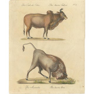 Karl Joseph Brodtmann, Indian Zebu Bull and Extinct Aurochs, 1816, Lithograph For Sale
