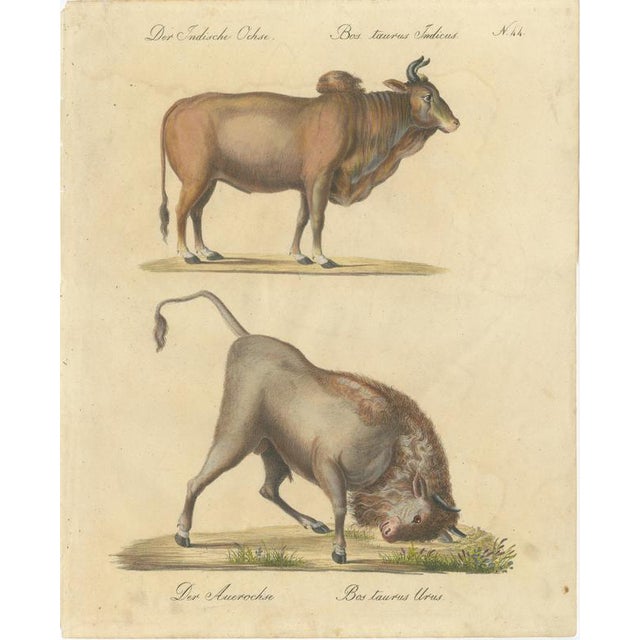 Karl Joseph Brodtmann, Indian Zebu Bull and Extinct Aurochs, 1816, Lithograph For Sale