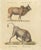 Karl Joseph Brodtmann, Indian Zebu Bull and Extinct Aurochs, 1816, Lithograph For Sale