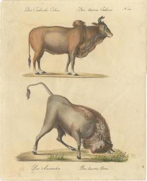 Karl Joseph Brodtmann, Indian Zebu Bull and Extinct Aurochs, 1816, Lithograph