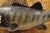 Mid 20th Century Vintage Largemouth Bass Real Skin Wall Mount Taxidermy Fishing Wall Decor For Sale - Image 5 of 12