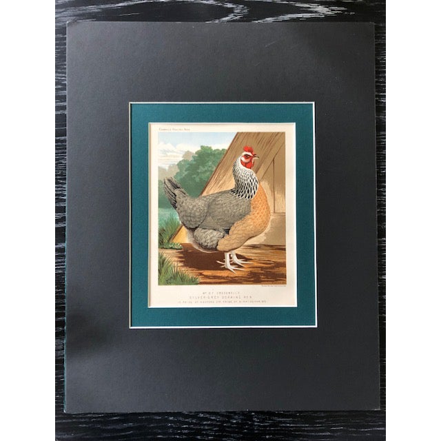 Farmhouse Cassell’s Poultry Book Chromolithograph Print For Sale - Image 3 of 3