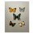 Contemporary Butterfly Still Life For Sale