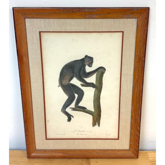 Set of 4 Hand-Colored French Primate Engravings by Jean-Baptiste Audebert For Sale - Image 17 of 18
