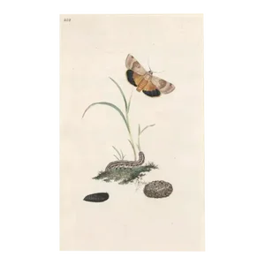 Antique Broad Bordered Yellow Underwing Moth Handcolored Engraving