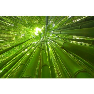 Bamboo - Photograph by George Diebold For Sale