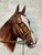 Porcelain Equestrian Tray/Plate With Hand-Painted Horse Portraits For Sale - Image 4 of 5