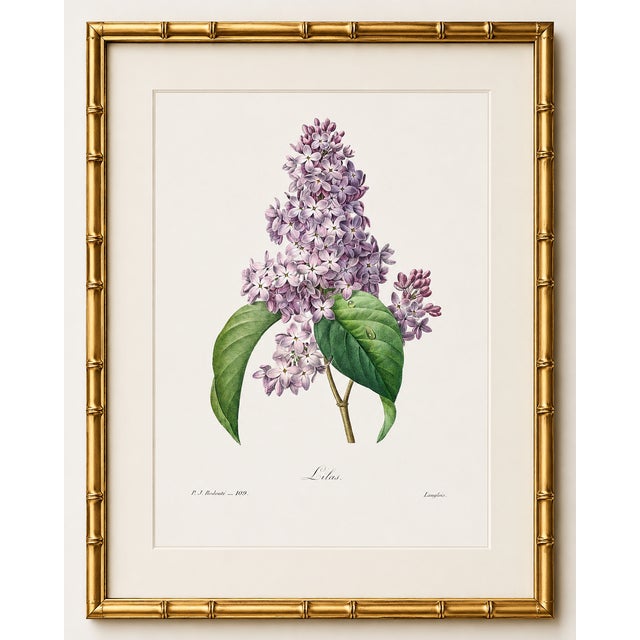 Paper Lilac by Redouté, Vintage Botanical Art Print, 16" X 20" For Sale - Image 7 of 11