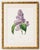 Paper Lilac by Redouté, Vintage Botanical Art Print, 16" X 20" For Sale - Image 7 of 11