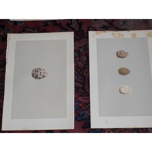Antique 19th Century Hand Colored Egg Lithographs - Set of 9 For Sale - Image 4 of 10