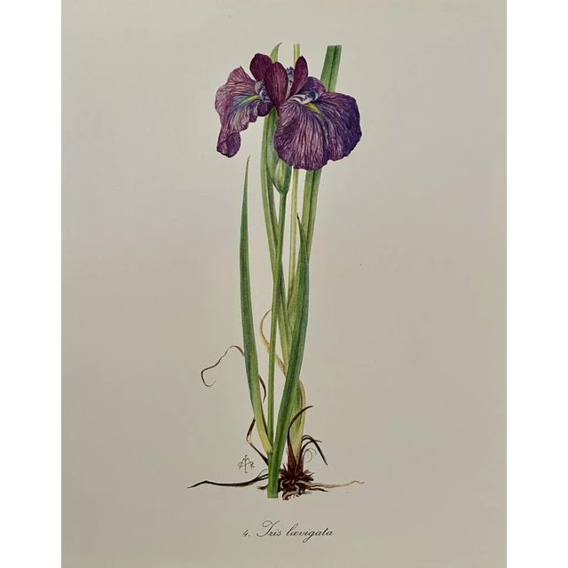 Madeleine Rollinat, Iris (Laevigata), 1960s, Watercolor For Sale - Image 4 of 4