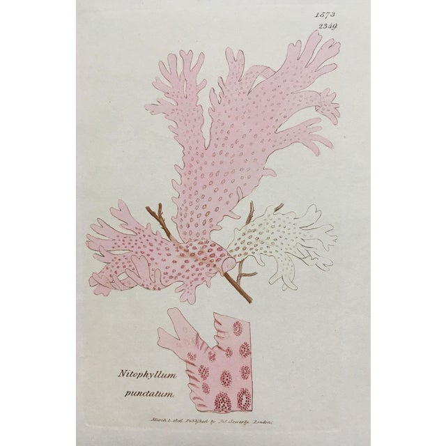 English C-1833 History of British Seaweeds - Pink Weed Lithograph by English Botanist William Harvey For Sale - Image 3 of 6