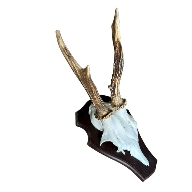 1990s Roe Deer Trophy 2 Black Forest Antlers Mount For Sale - Image 4 of 5